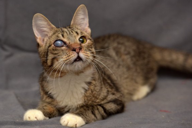 백내장 고양이.