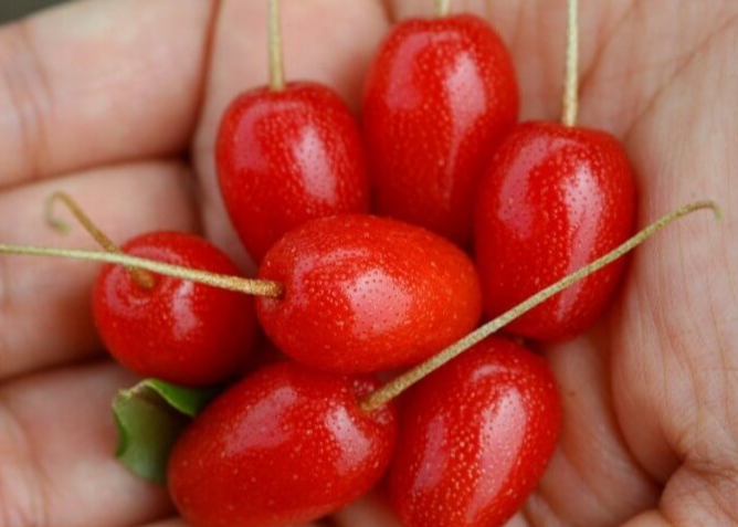 보리수 효능 10가지 및 부작용 및 주의사항