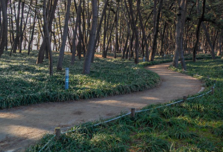 장항송림산림욕장 장항스카이워크