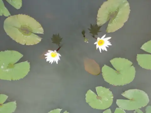 서울근교갈만한곳-화담숲