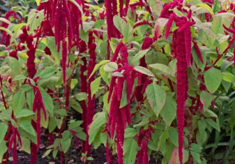 아마란스 관련 사진