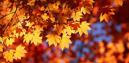 마법처럼 색이 변하는 카멜레온 식물들