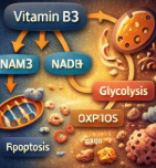비타민 B3와 RUNX3의 대사 네트워크