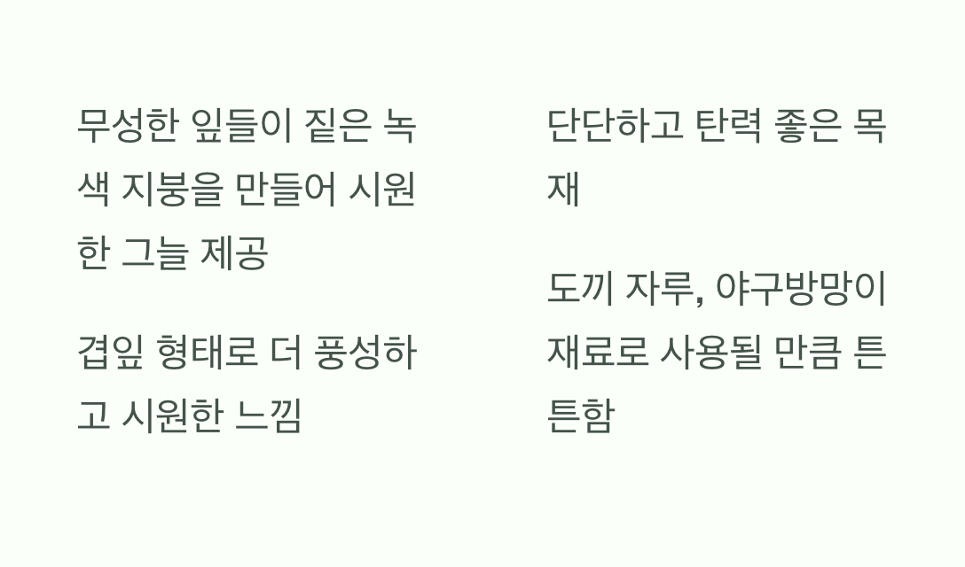 여름, 짙은 녹음과 든든한 품