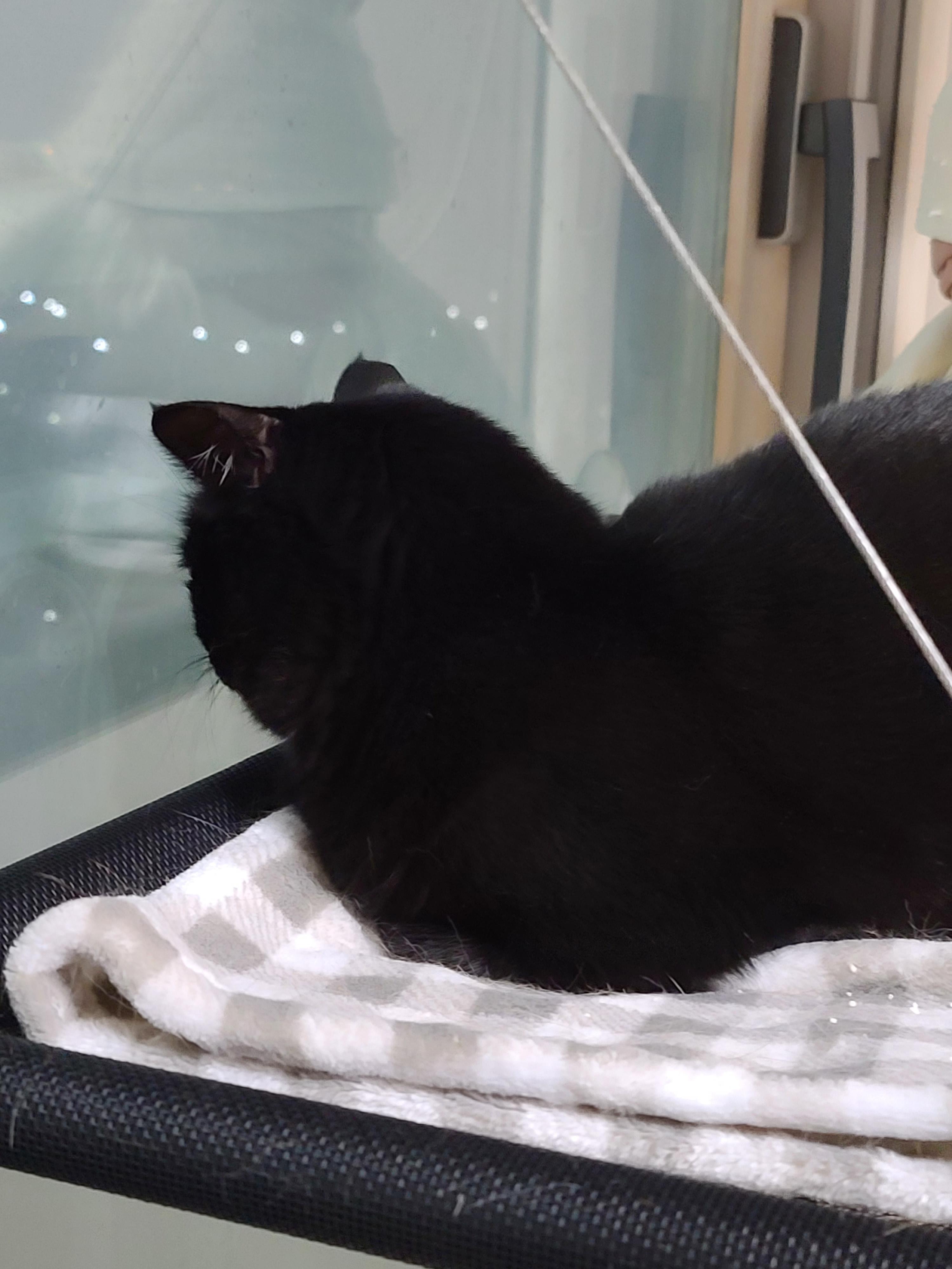 집사의 포커페이스의 중요성(feat. 창밖보는 멋쟁이 건이)