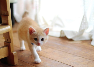 살금살금 걷는 고양이