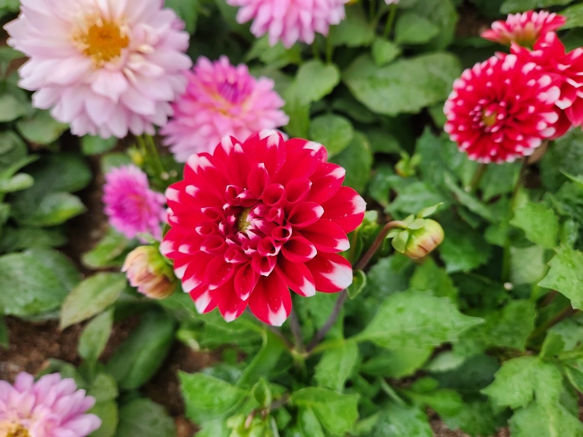 다알리아 Dahlia