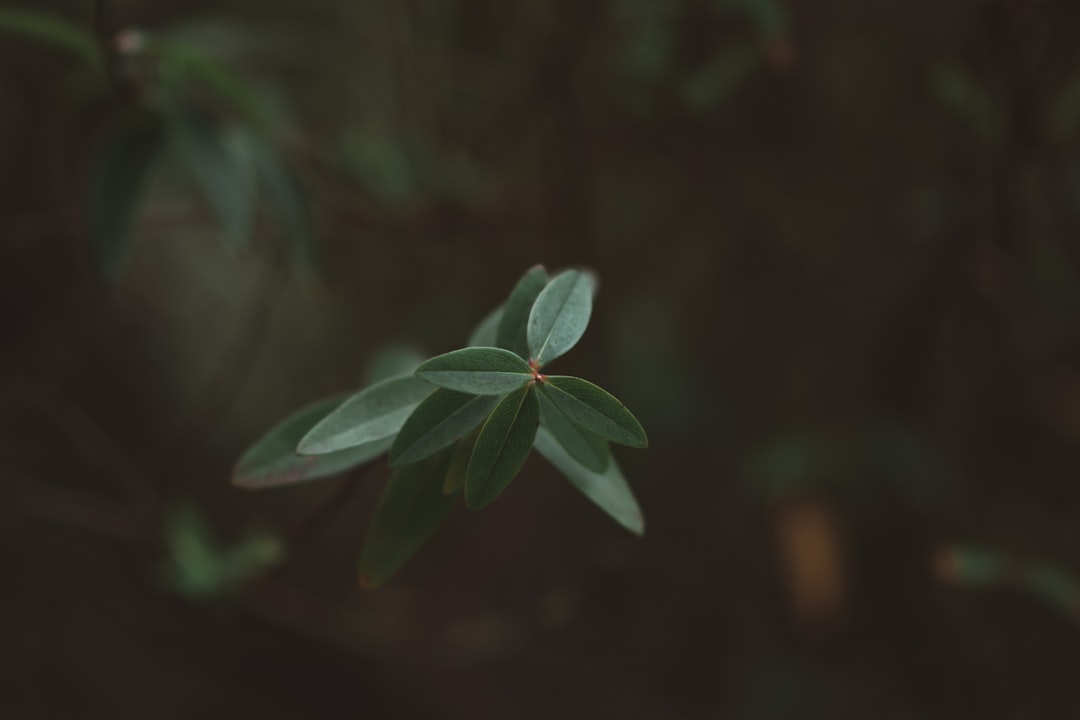 Self-development