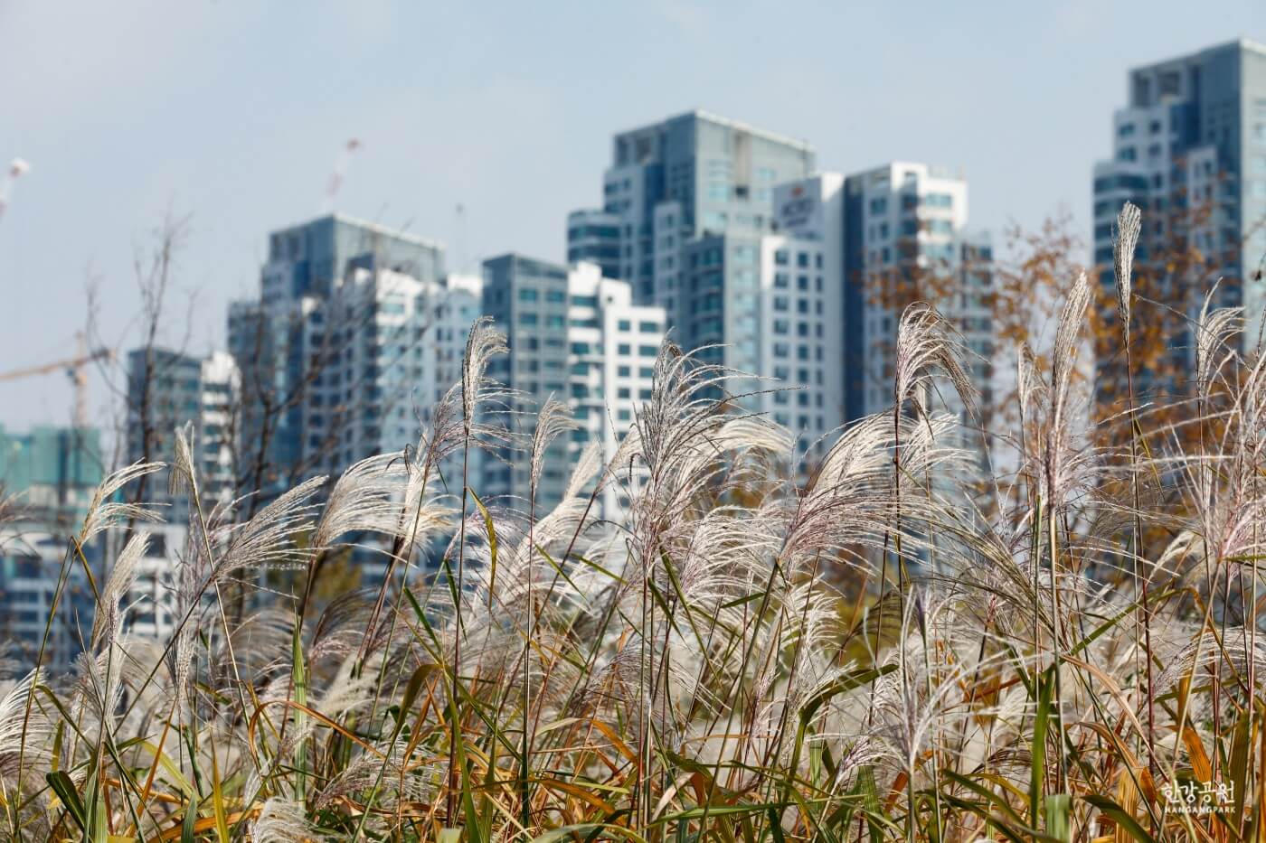반려견과 가기 좋은 서울 가을 산책 코스