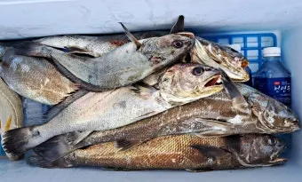 8월 제철 해산물과 7월 제철 해산물 종류 및 주의사항_19