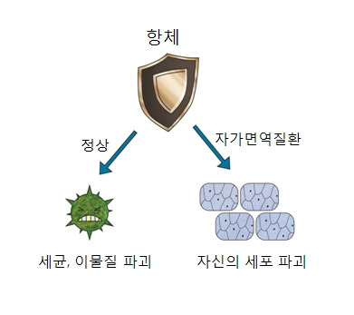 자가면역질환 원인부터 증상&middot;치료까지