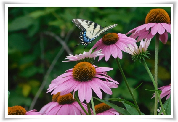 "에키네시아" 자연이 주는 건강의 선물, 건강을 지키는 허브 꽃!