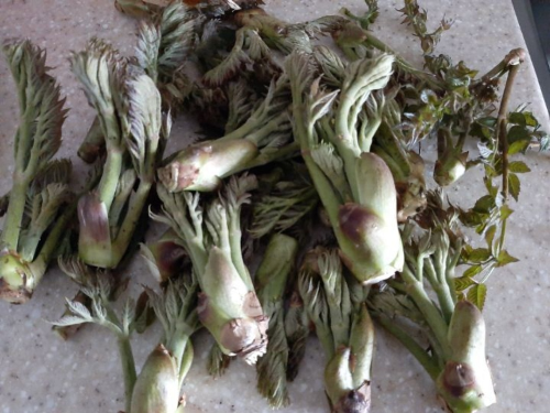 30년 살림 고수가 싱싱한 참두릅을 고르는 모습