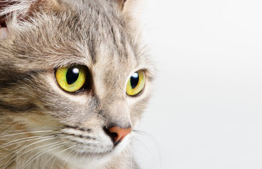 무언가를 바라보는 고양이.