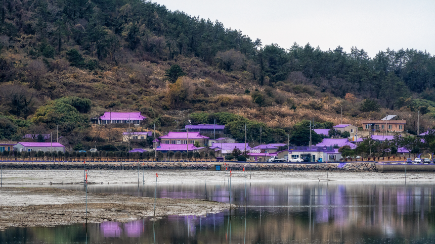 신안 퍼플섬 여행 가이드 - 보랏빛 낭만 속으로!