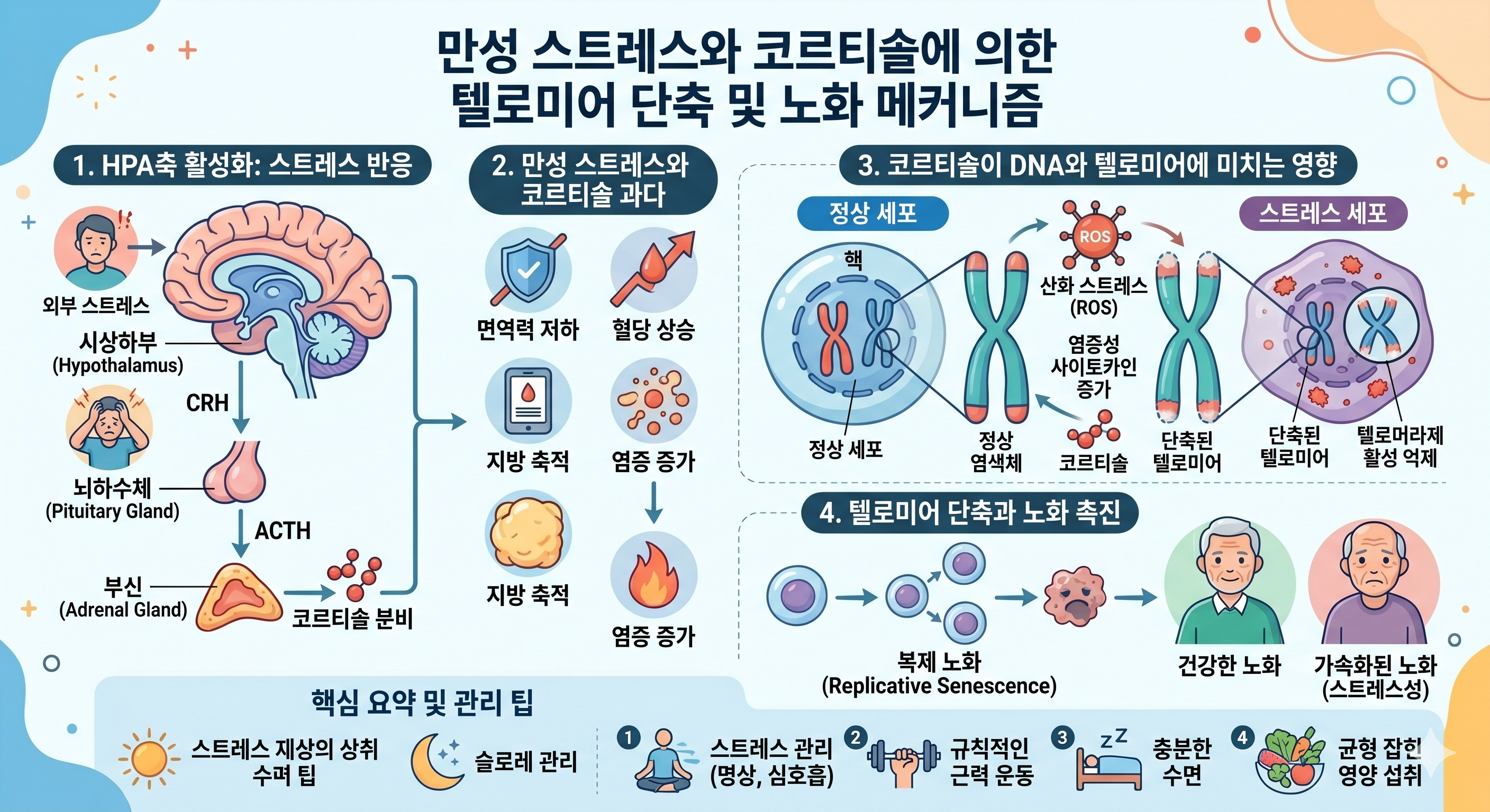만성 스트레스 코르티솔 HPA 축 &mdash; DNA 손상 텔로미어 단축 Nrf2 억제 항산화 방어 저하 세포 노화