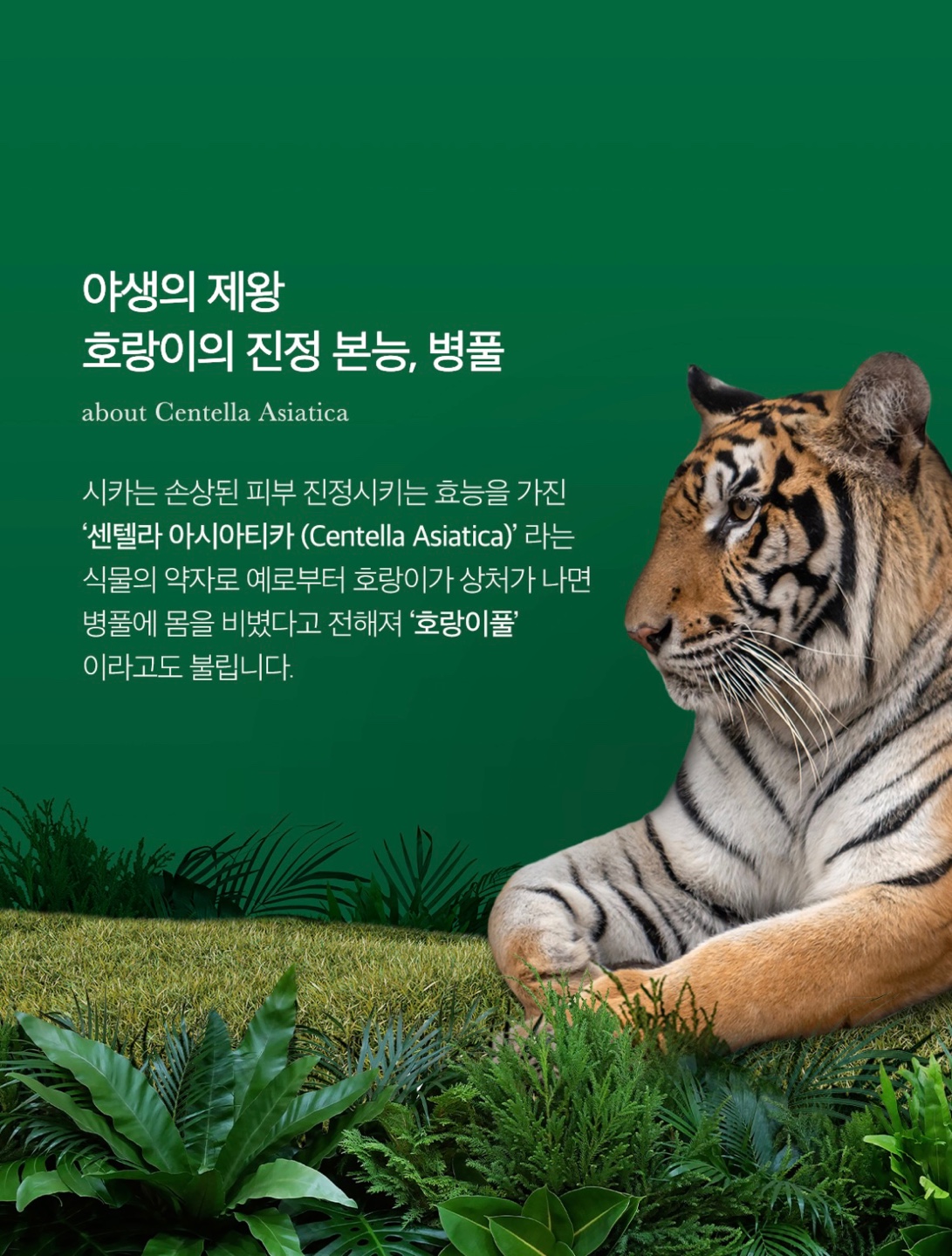 좁쌀여드름 시카크림