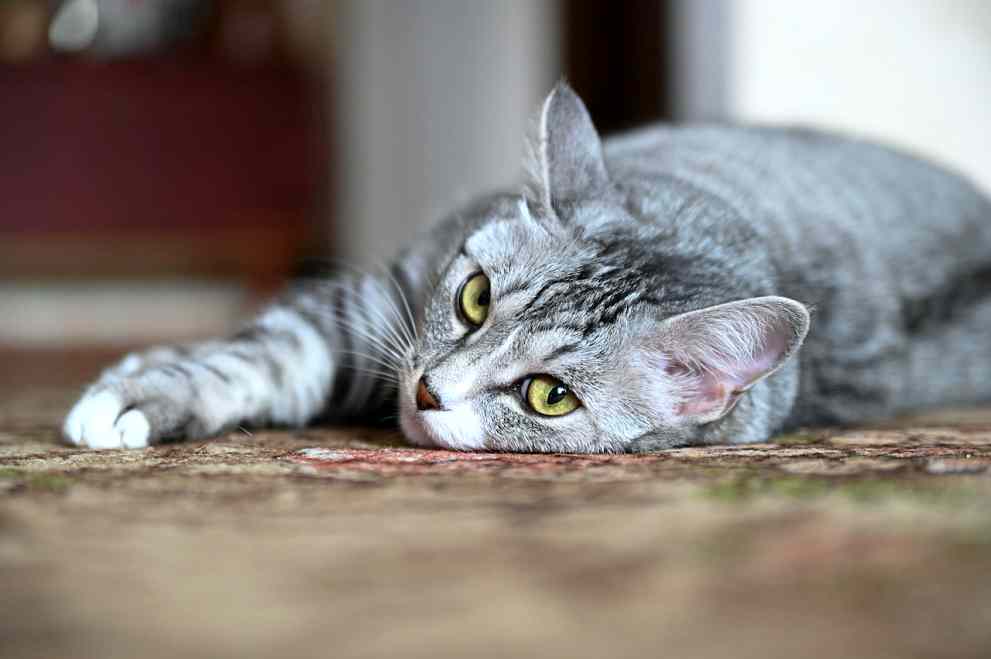 반려동물 의료비 지원