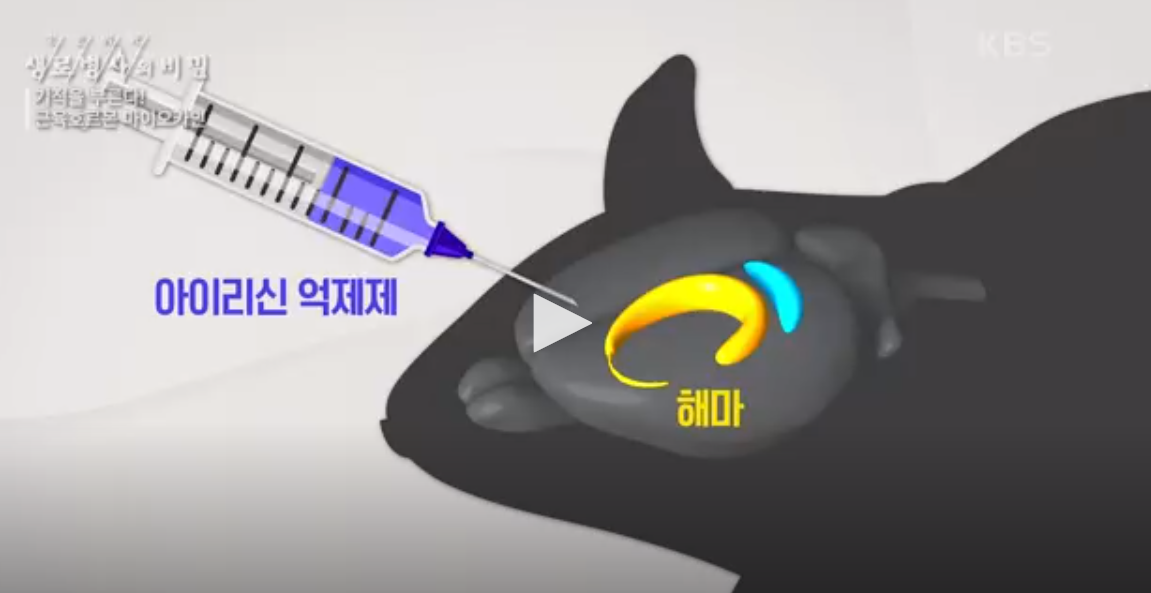 아이리신-억제제-투여-생쥐