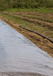 가을당근 파종시기