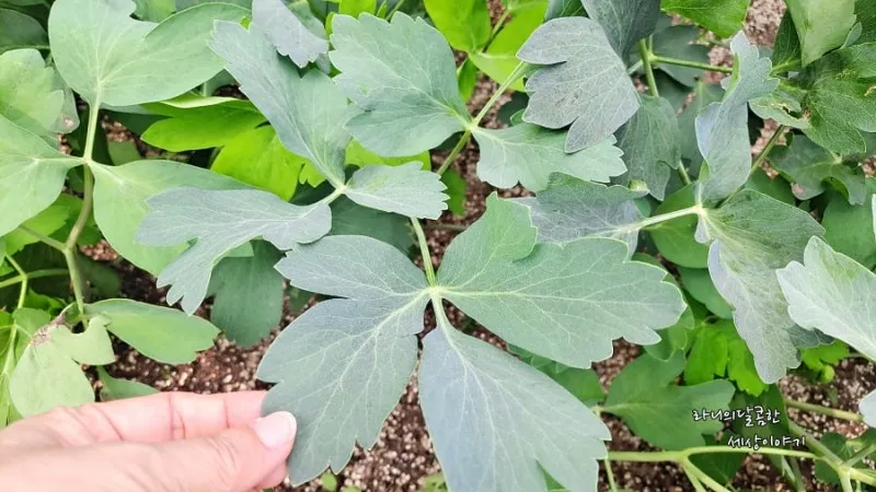 방풍나물 재배 모종 심기 바람막이 설치 생육 관리_6