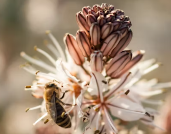 말벌에 쏘였을 때 응급처치, 말벌 퇴치법, 말벌퇴치비용, 말벌퇴치제