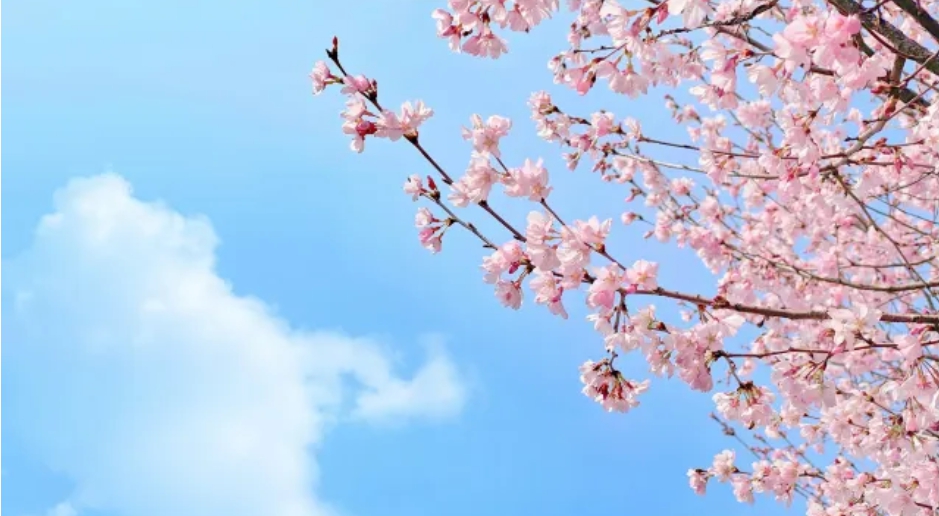 분홍벚꽃
