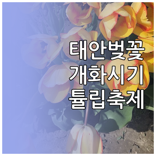 태안 벚꽃 개화 시기 및 세계 튤립 ..