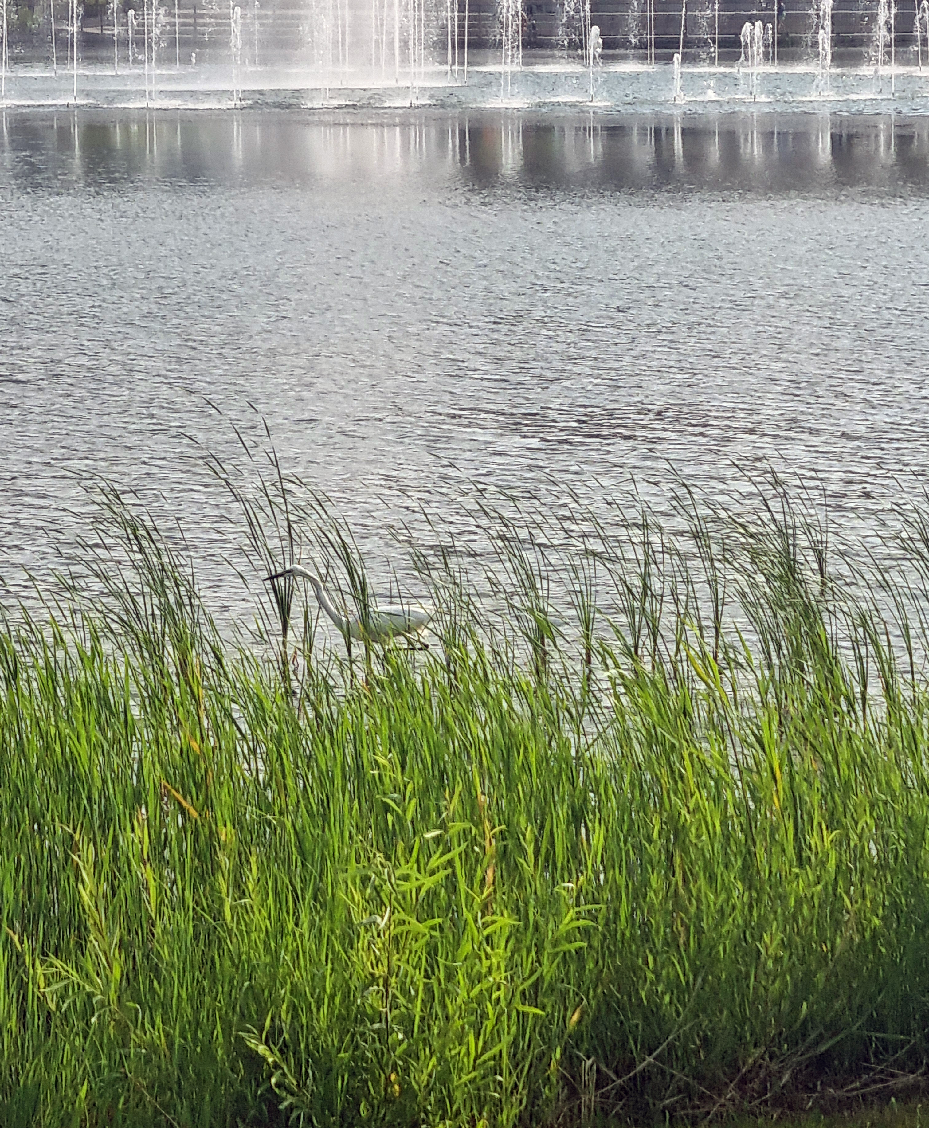 호수 안 백로 사진