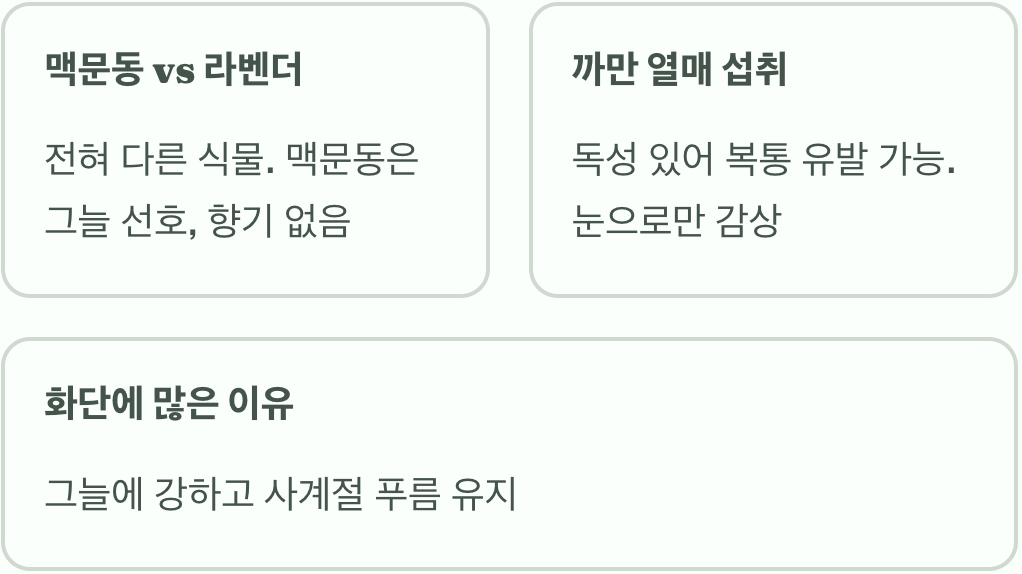 맥문동꽃 꽃말과 문화 속 상징적 의미 정리