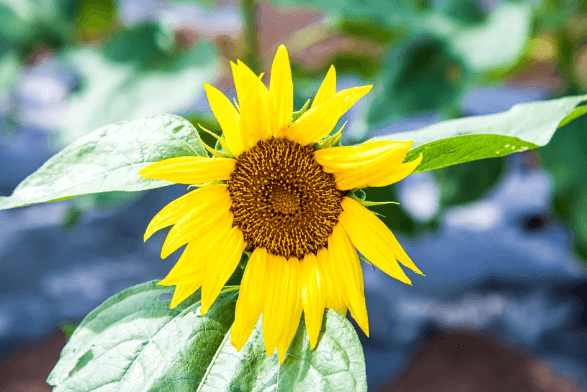 강주 해바라기 축제