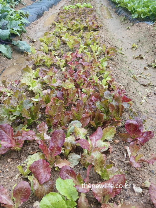 A wide view of red leaf lettuce field growing in rows on muddy soil after rain- 비 온 뒤 진흙밭에서 줄지어 자라고 있는 붉은 적상추 밭의 넓은 전경