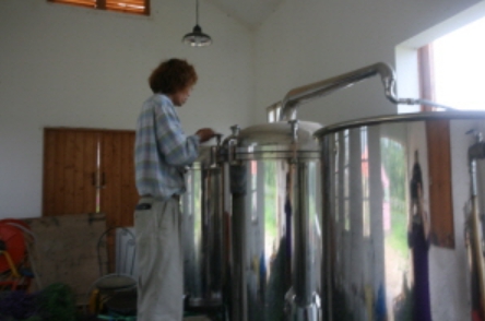 하늬팜 라벤더축제 개화상황