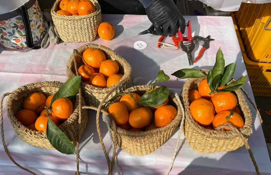 제주-서귀포-감귤-체험