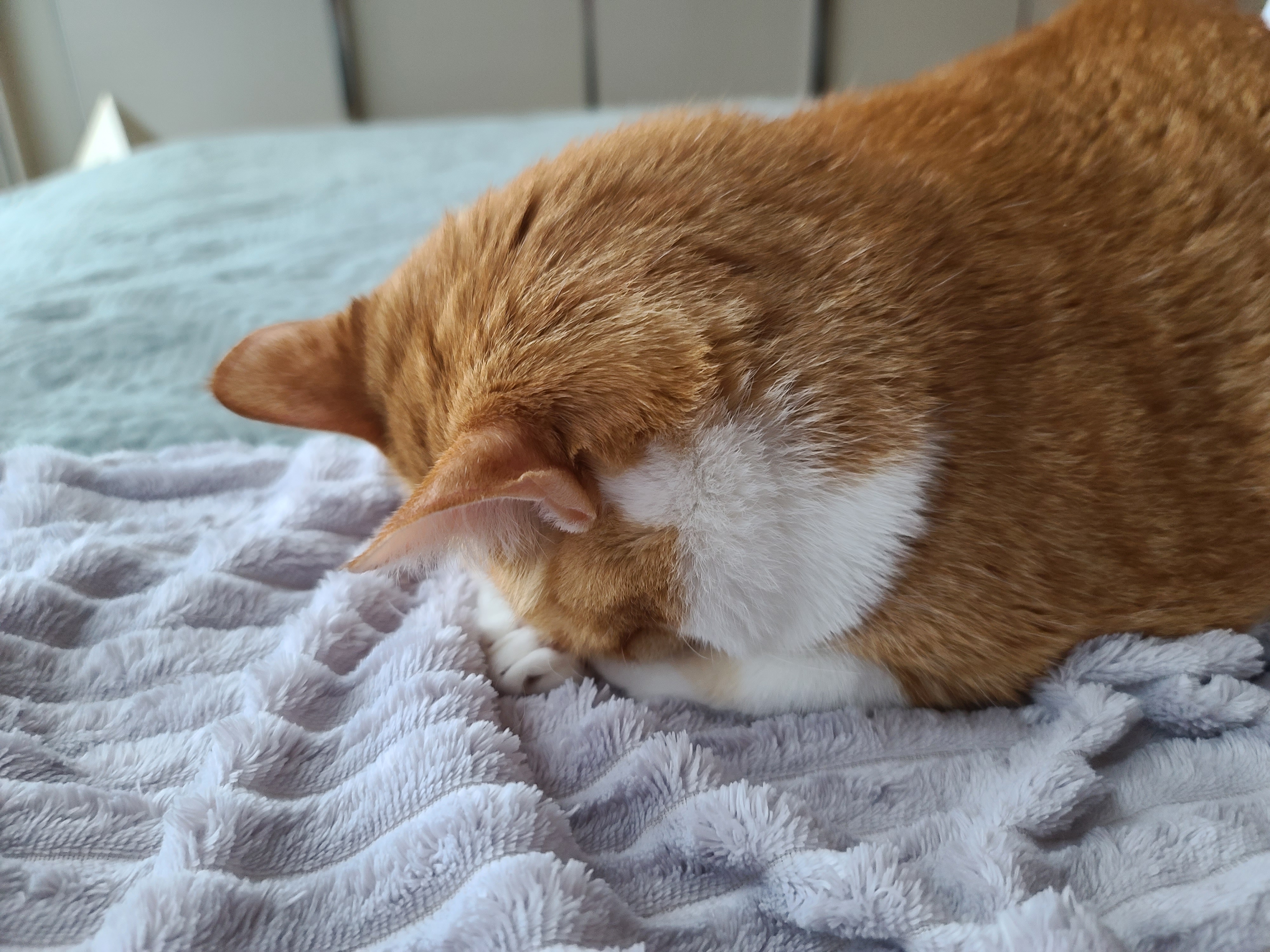 찐으로 잘때와 자는척 할때의 고양이 호야 (feat.너무 사랑스러운 포즈)