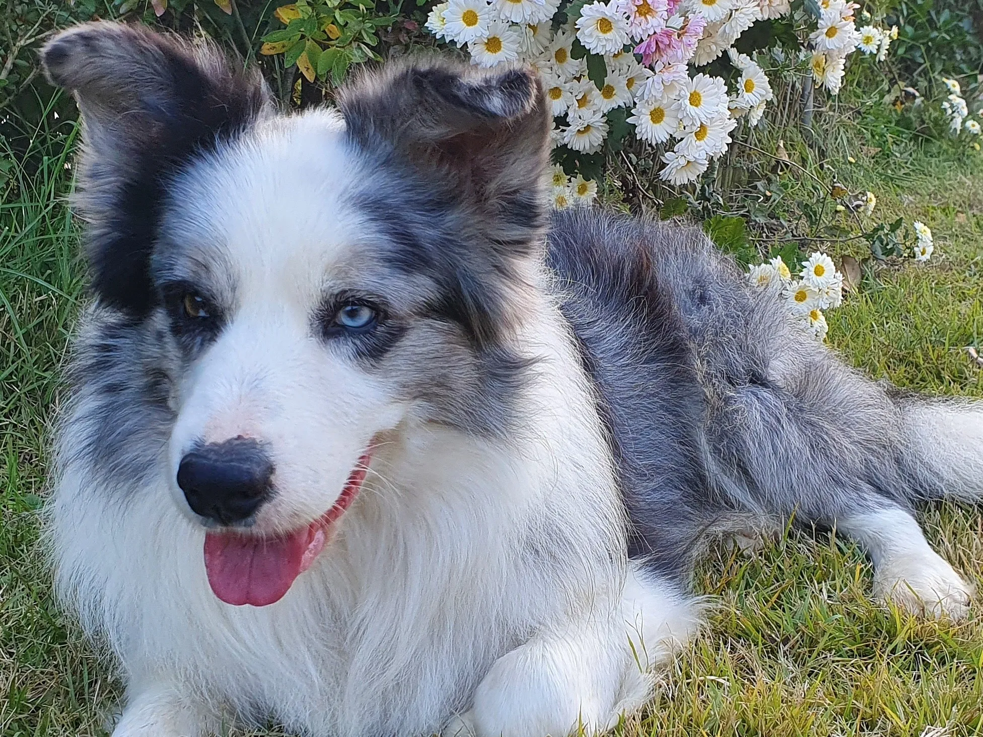 보더콜리분양가 2024년 가격 정보와 분양 팁_2