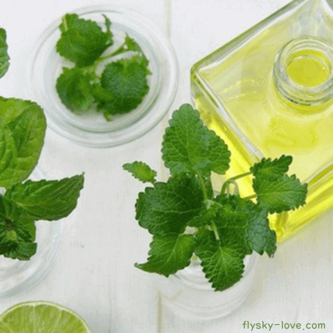 파촐리 (Patchouli) 오일