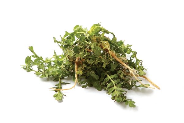 3월 제철음식 총정리