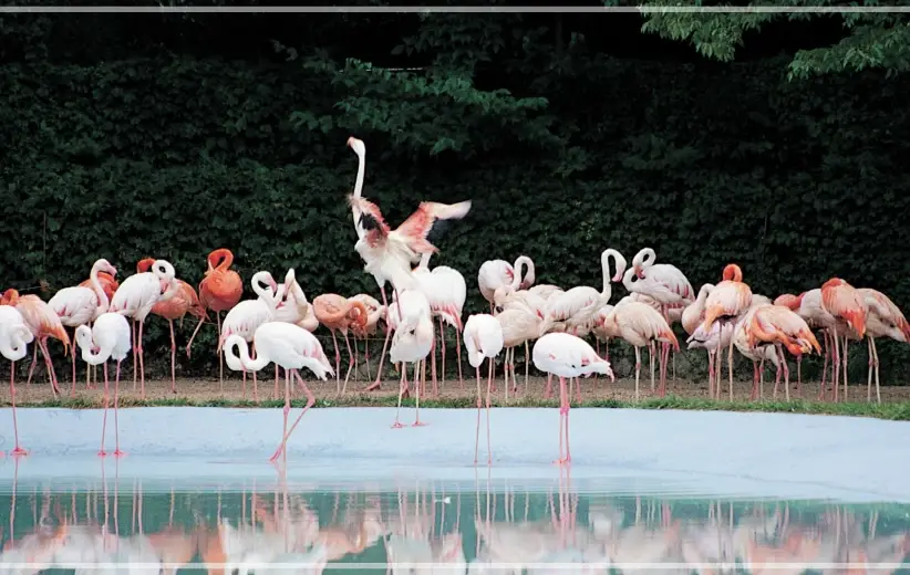 서울대공원-동물원-입장료-가격-할인-이용시간