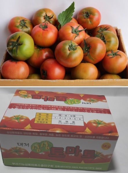 6시내고향-대저토마토