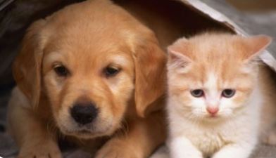 반려동물 이미지