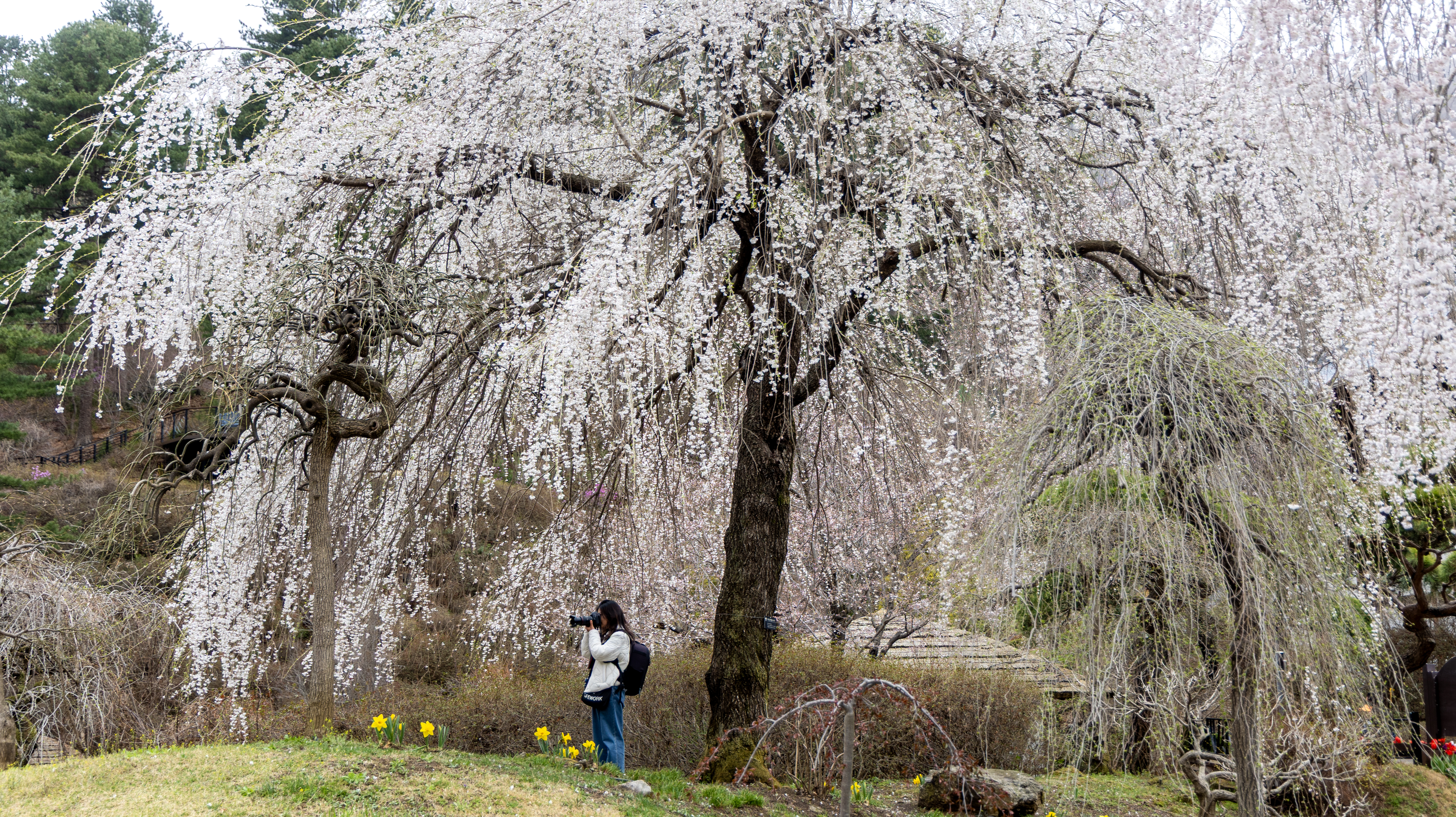 아침고요수목원벚꽃