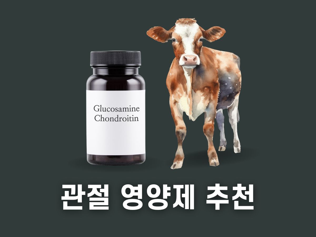 관절 영양제 추천