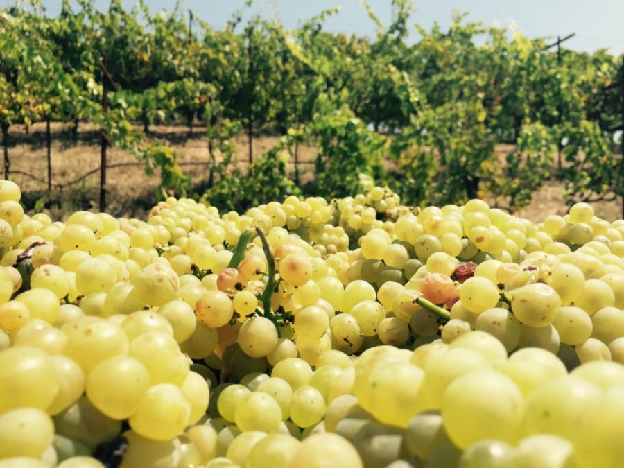 비오니에(Viognier)