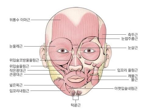 얼굴 근육 정면