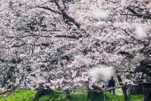 2025년 서울 벚꽃 명소 추천 (여의도 제외) 