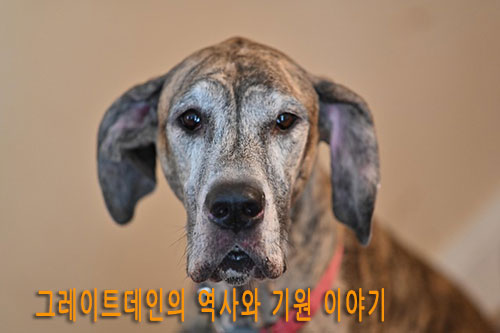 그레이트데인의 역사와 기원 이야기