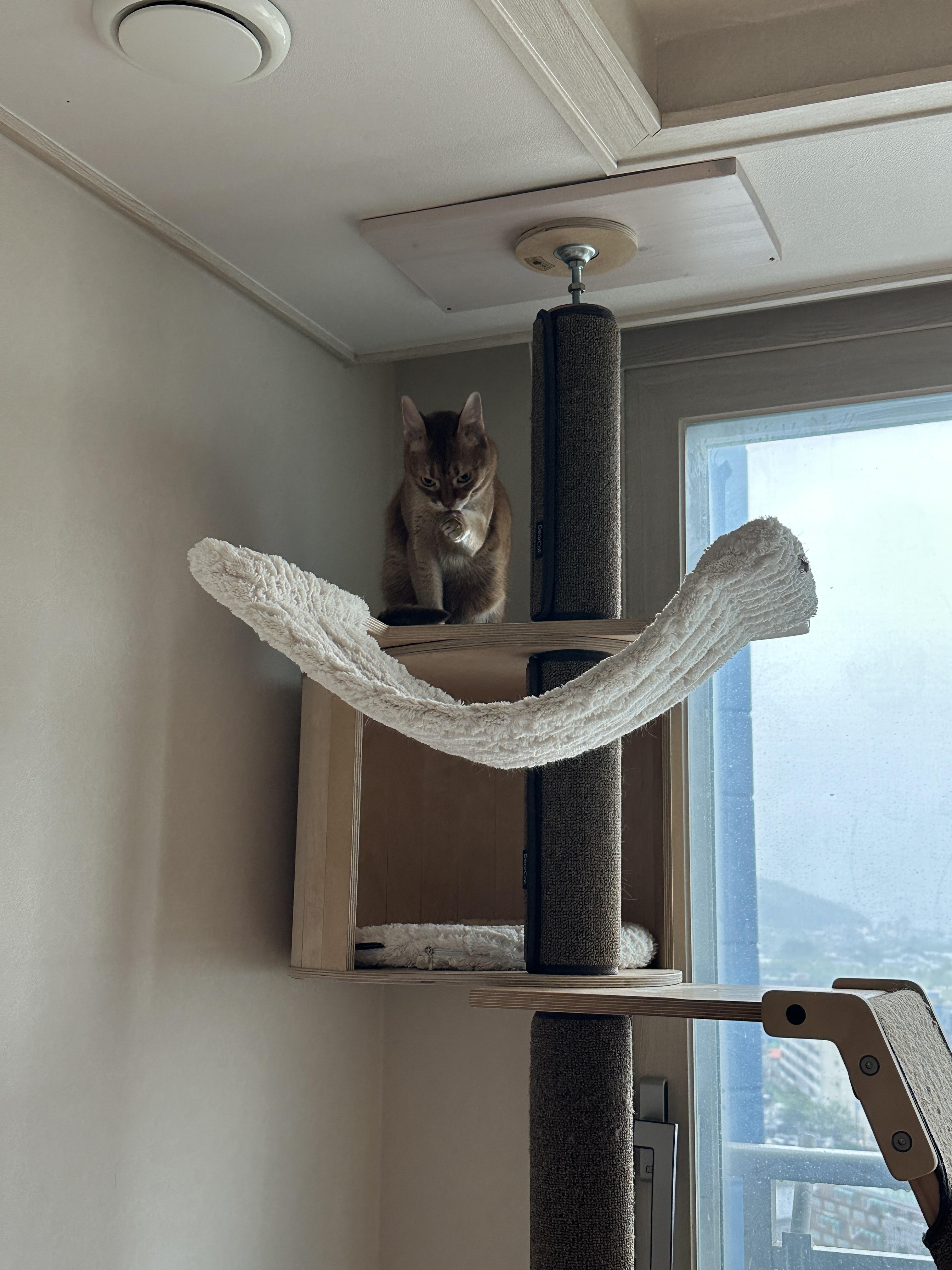 집 지키는 으르렁 고양이 루나 (feat. 용맹한 고양이 루나와 쫄보 고양이 막둥이)