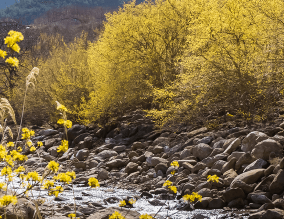 2023 구례 산수유마을