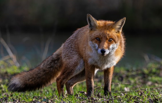 우리의 전설 속 주인공, 여우